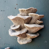 Statuary | Mushroom, Oyster, Stained