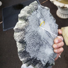 Back View, Acanthus Plaque