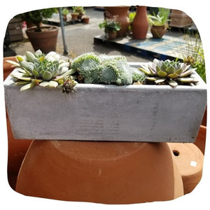 Mini Concrete Rectangle Potted