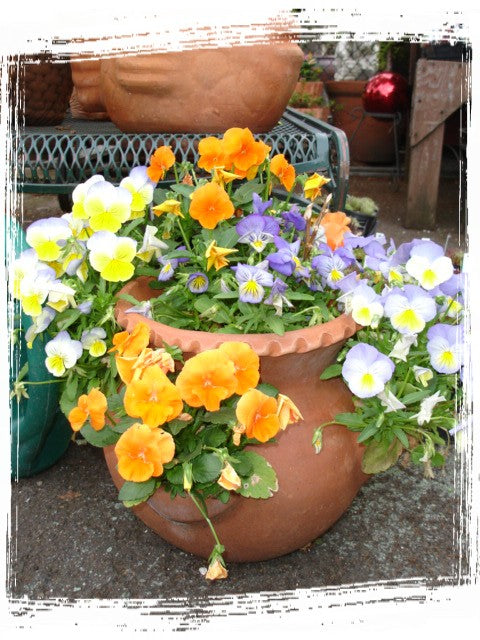 Terra Cotta Planters | Strawberry Jar Pots